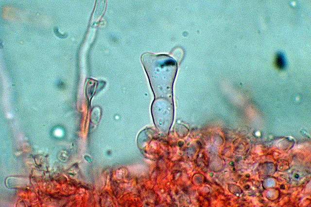 Pycnoporellus fulgens  (Fr.)  Donk